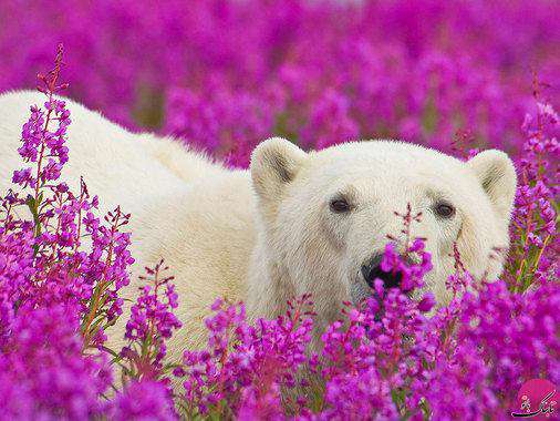 خرس سفید در میان گل‌های بنفش خلیج هادسون